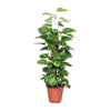 Efeutute - Epipremnum Pinnatum am Moosstab (Scindapsus) - ↕ 80 cm - Ø 19 cm