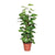 Efeutute - Epipremnum Pinnatum am Moosstab (Scindapsus) - ↕ 80 cm - Ø 19 cm