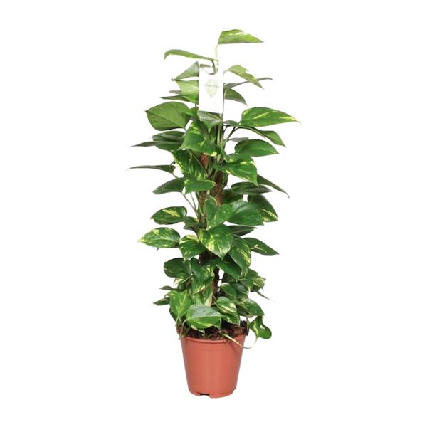 Efeutute - Epipremnum Pinnatum am Moosstab (Scindapsus) - ↕ 80 cm - Ø 19 cm