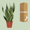 Bogenhanf - Sansevieria Trifasciata Futura Superba - ↕ 40 cm - Ø 12 cm