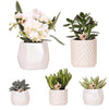 Nachtfalterorchidee - Phalaenopsis - ↕ ca. 40 cm - Ø 9 cm | 5er-Set für Tischdekoration mit Zierpflanzgefäßen