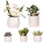 Nachtfalterorchidee - Phalaenopsis - ↕ ca. 40 cm - Ø 9 cm | 5er-Set für Tischdekoration mit Zierpflanzgefäßen
