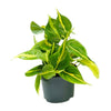 Philodendron Scandens Brasil - ↕ 15 cm - Ø 12 cm