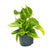 Philodendron Scandens Brasil - ↕ 15 cm - Ø 12 cm