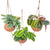 Kokodama Maranta Mix - 3er-Set - ↕ 20 cm - Ø 15 cm | im Kokos-Hängetopf