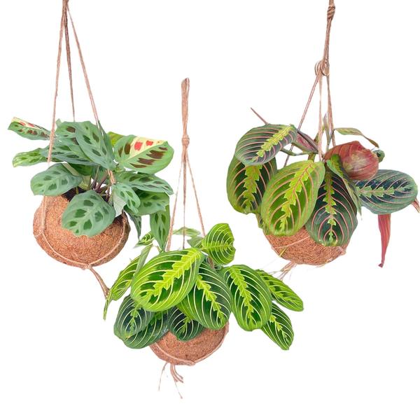 Kokodama Maranta Mix - 3er-Set - ↕ 20 cm - Ø 15 cm | im Kokos-Hängetopf