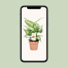 Dieffenbachie – Dieffenbachia Compacta – ↕ 45 cm – Ø 17 cm