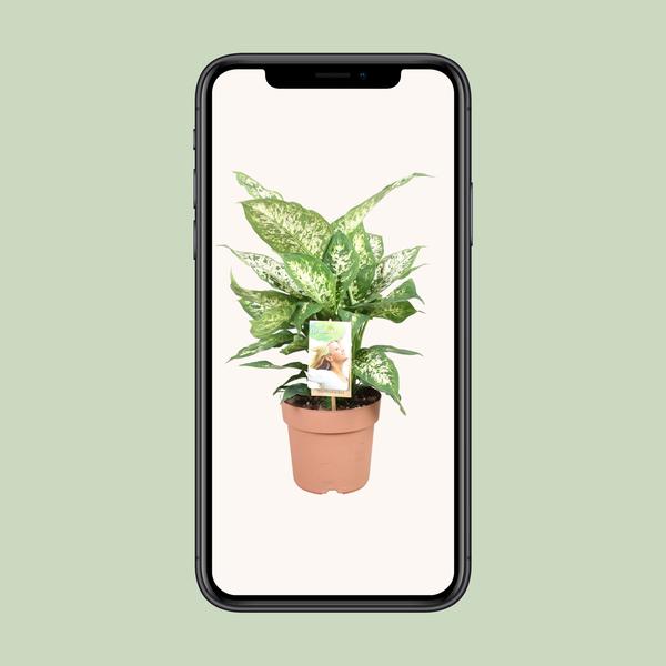 Dieffenbachie – Dieffenbachia Compacta – ↕ 45 cm – Ø 17 cm
