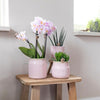 Nachtfalterorchidee – Überraschungsbox Mix – 4 verschiedene Phalaenopsis Orchideen