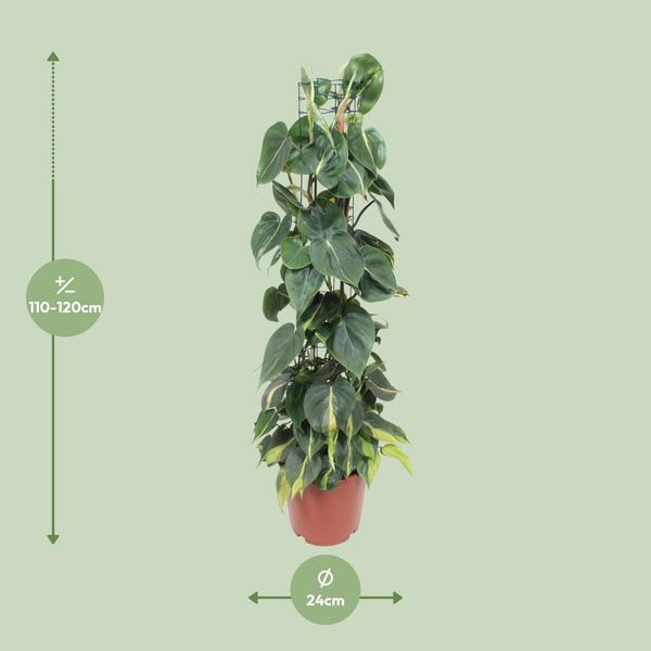Philodendron Scandens Brasil - ↕ 120 cm - Ø 24 cm