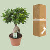 Ginseng-Feige - Ficus Ginseng - ↕ 40 cm - Ø 17 cm