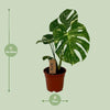Fensterblatt - Monstera Variegata - ↕ 55 cm - Ø 14 cm