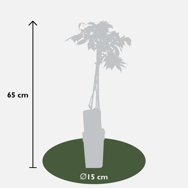 Blauregen – Wisteria floribunda Longissima Alba – ↕ 65 cm – Ø 15 cm