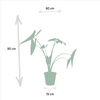 Monstera Deliciosa - ↕ 75 cm - Ø 21 cm + Alocasia Zebrina - ↕ 75 cm - Ø 19 cm + Strelitzia Nicolai - ↕ 85 cm - Ø 19 cm