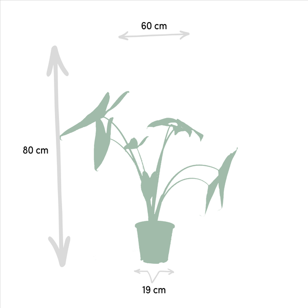 Monstera Deliciosa - ↕ 75 cm - Ø 21 cm + Alocasia Zebrina - ↕ 75 cm - Ø 19 cm + Strelitzia Nicolai - ↕ 85 cm - Ø 19 cm