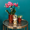 Nachtfalterorchidee rot – Phalaenopsis Orchidee – Congo – ↕ ca. 35–45 cm – Ø 9 cm | Classy-Topf Rot