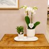 Pflanzenset Liebe Weiß Klein – Grünpflanzen mit Phalaenopsis Orchidee Weiß – in weißen Ziertöpfen auf weißem Tablett