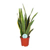 Bogenhanf - Sansevieria Trifasciata Laurentii - ↕ 60 cm - Ø 17 cm