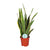 Bogenhanf - Sansevieria Trifasciata Laurentii - ↕ 60 cm - Ø 17 cm