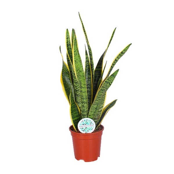 Bogenhanf - Sansevieria Trifasciata Laurentii - ↕ 60 cm - Ø 17 cm