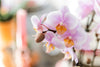 Nachtfalterorchidee rosa – Phalaenopsis Orchidee – Andorra – ↕ ca. 35–45 cm – Ø 9 cm