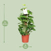 Efeutute - Epipremnum Pinnatum am Moosstab (Scindapsus) - ↕ 60 cm - Ø 15 cm