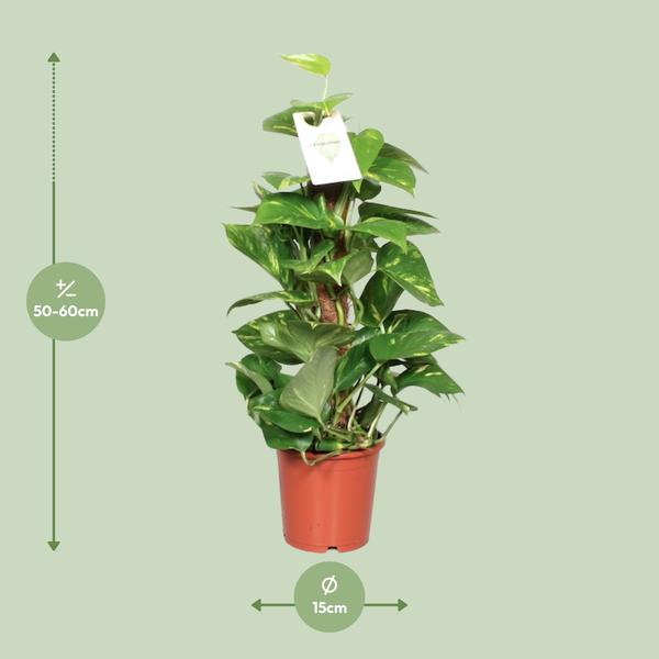 Efeutute - Epipremnum Pinnatum am Moosstab (Scindapsus) - ↕ 60 cm - Ø 15 cm