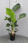 Baumstrelitzie – Strelitzia nicolai