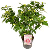 Kamelie – Camellia japonica Bonomiana – ↕ 90 cm – Ø 29 cm