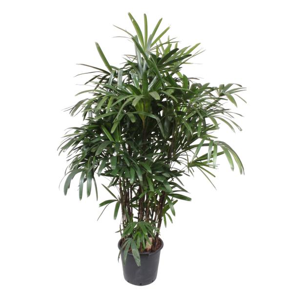 Steckenpalme – Rhapis excelsa