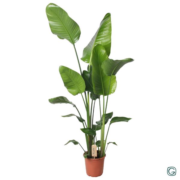 Baumstrelitzie – Strelitzia nicolai