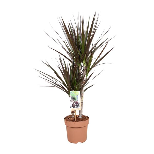 Drachenbaum ‚Magenta' – Dracaena marginata