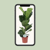 Geigen-Feige - Ficus Lyrata - ↕ 60 cm - Ø 17 cm