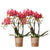 Nachtfalterorchidee - 2er-COMBI-DEAL rote Phalaenopsis - ↕ 40 cm - Ø 9 cm