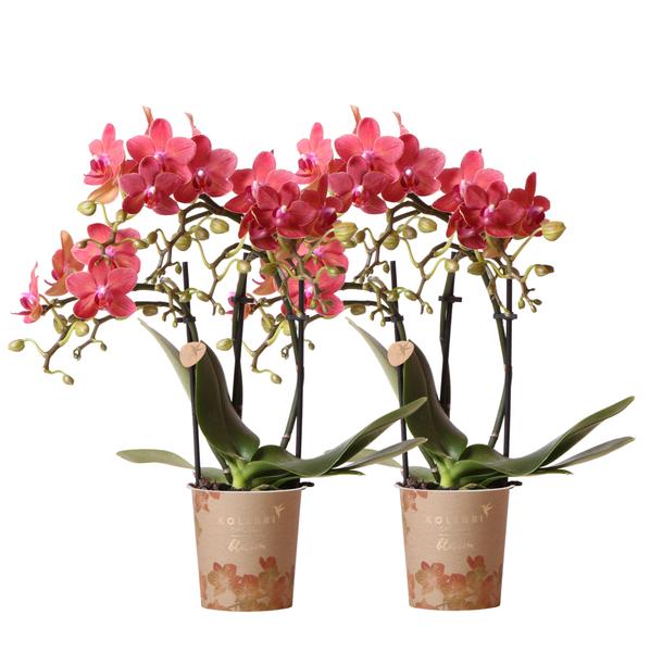 Nachtfalterorchidee - 2er-COMBI-DEAL rote Phalaenopsis - ↕ 40 cm - Ø 9 cm