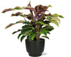 Korbmaranthe - Calathea Yellow Fusion - ↕ 40 cm - Ø 14 cm | Potenza Übertopf schwarz – ↕ 13 cm – Ø 15 cm