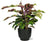 Korbmaranthe - Calathea Yellow Fusion - ↕ 40 cm - Ø 14 cm | Potenza Übertopf schwarz – ↕ 13 cm – Ø 15 cm