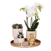 Nachtfalterorchidee - Phalaenopsis - ↕ ca. 40 cm - Ø 9 cm | 3er-Set Luxury Living inkl. Keramik-Ziertöpfen