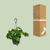 Philodendron Scandens Brasil - ↕ 35 cm - Ø 15 cm