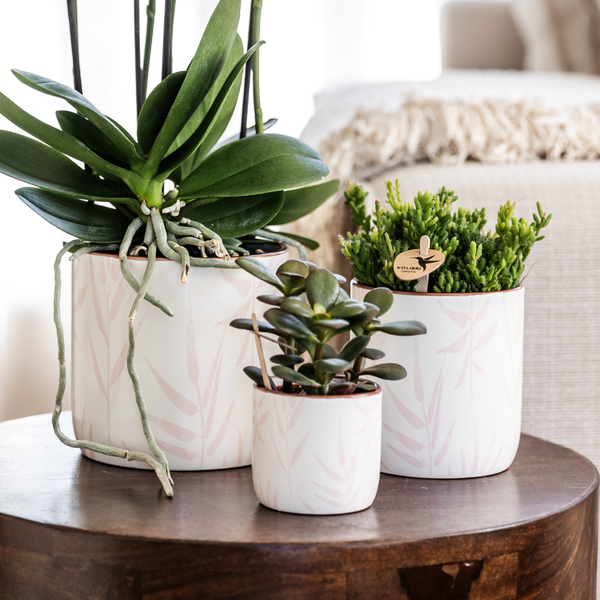 Pflanzenset Valentinstag 'Pastel Pink' – Phalaenopsis Orchidee Portugal rosa & Sukkulente – inkl. Keramik-Ziertöpfe