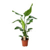 Strelitzia Nicolai - ↕ 90 cm - Ø 19 cm - V3