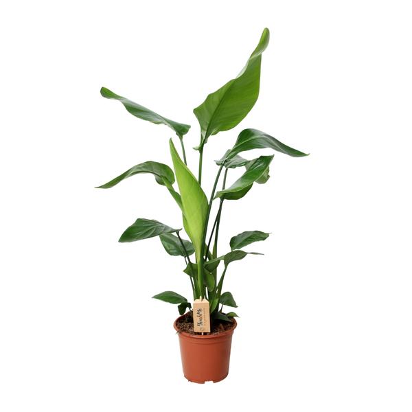 Strelitzia Nicolai - ↕ 90 cm - Ø 19 cm - V3