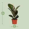 Gummibaum - Ficus Elastica Robusta - ↕ 35 cm - Ø 12 cm