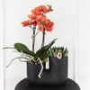 Nachtfalterorchidee - Phalaenopsis Bolzano orange & Sukkulente - 2 Pflanzen - ↕ 40 cm - Ø 9 cm | dekorativer Röhrentopf schwarz Ø 9 cm