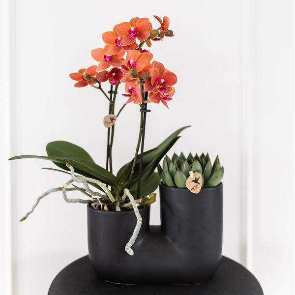 Nachtfalterorchidee - Phalaenopsis Bolzano orange & Sukkulente - 2 Pflanzen - ↕ 40 cm - Ø 9 cm | dekorativer Röhrentopf schwarz Ø 9 cm