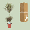 Drachenbaum - Dracaena Bicolor - ↕ 95 cm - Ø 21 cm