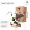 Nachtfalterorchidee - Phalaenopsis - ↕ 40 cm - Ø 9 cm | 3er-Set Scandic weiß inkl. Keramik-Ziertöpfen