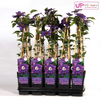 Clematis Multi Blue – ↕ 65 cm – Ø 15 cm