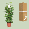 Efeutute - Epipremnum Pinnatum am Moosstab (Scindapsus) - ↕ 80 cm - Ø 19 cm