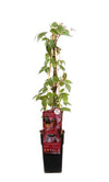 Parthenocissus tricuspidata 'Veitch Boskoop' - Ø15cm - ↕65cm